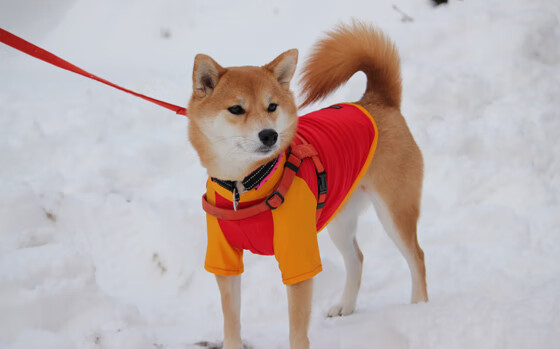 乐鱼体育app入口-亚冠淘汰赛焦点战吸引数百万观众关注，2021亚冠淘汰赛规则