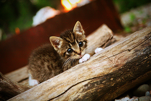 亚冠联赛中国足球战胜 球员配合默契十足,亚冠联赛中国足球战胜 球员配合默契十足