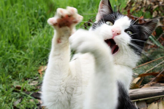 乐鱼体育官网-体育新闻中心构建体育新闻数据知识图谱，体育新闻 新闻