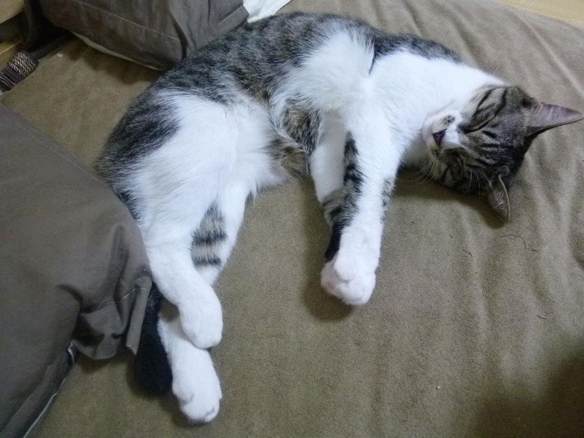 波兰队在国际乒联混合团体世界杯中的战术分析与未来展望，波兰乒乓球著名运动员