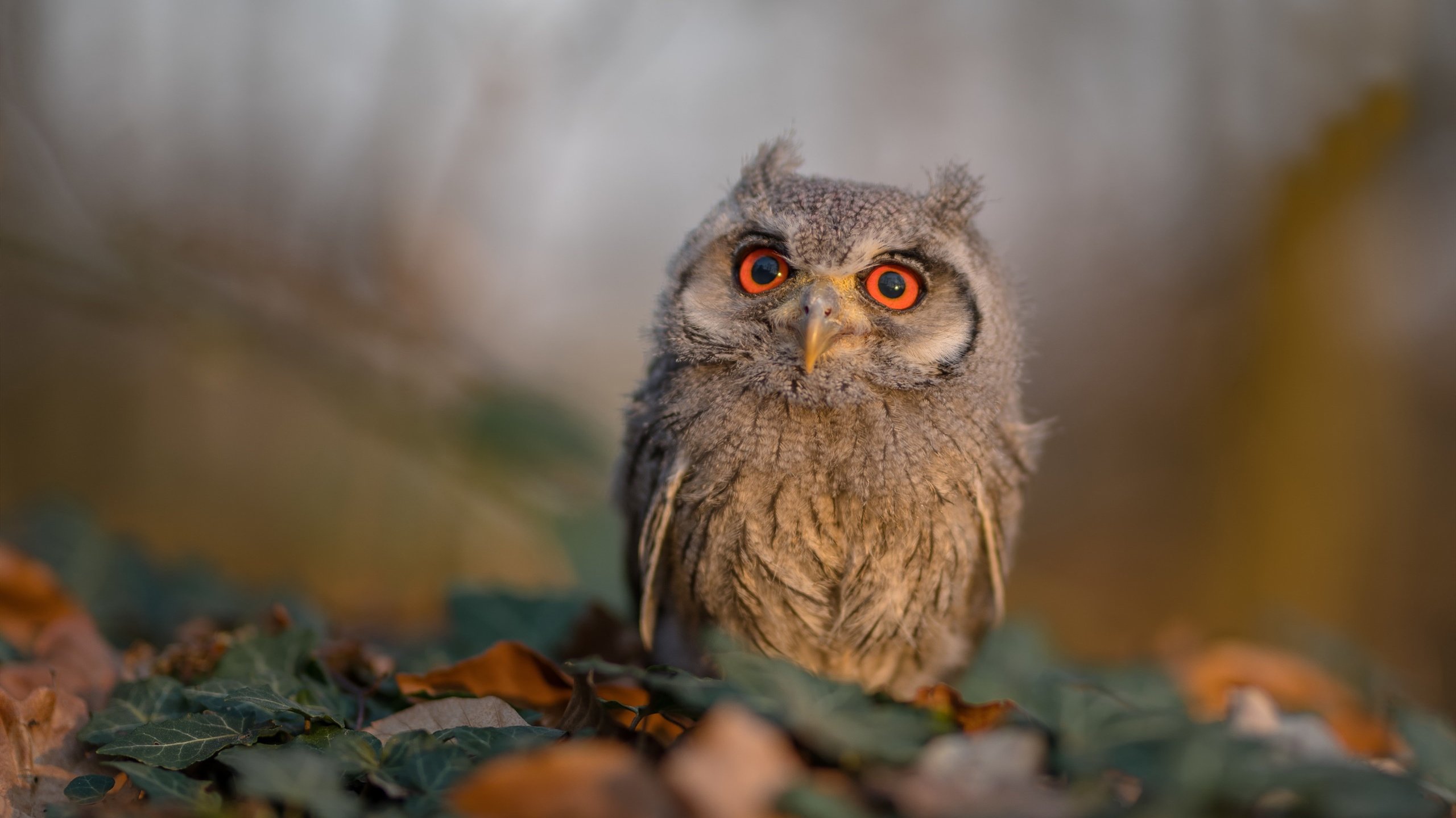 美国队在国际乒联混合团体世界杯中的成功与挑战解析，乒乓球 美国队