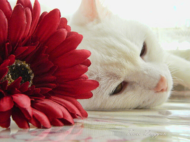 蒙彼利埃中后场联动提升整体强度,蒙彼利埃队