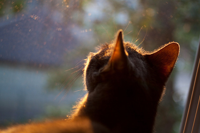 高原训练营助力越野滑雪选手备战国际赛事，高山滑雪陆地训练