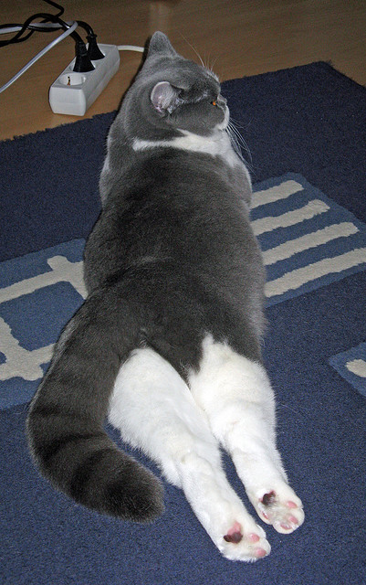 高原训练营助力越野滑雪选手备战国际赛事，高山滑雪陆地训练