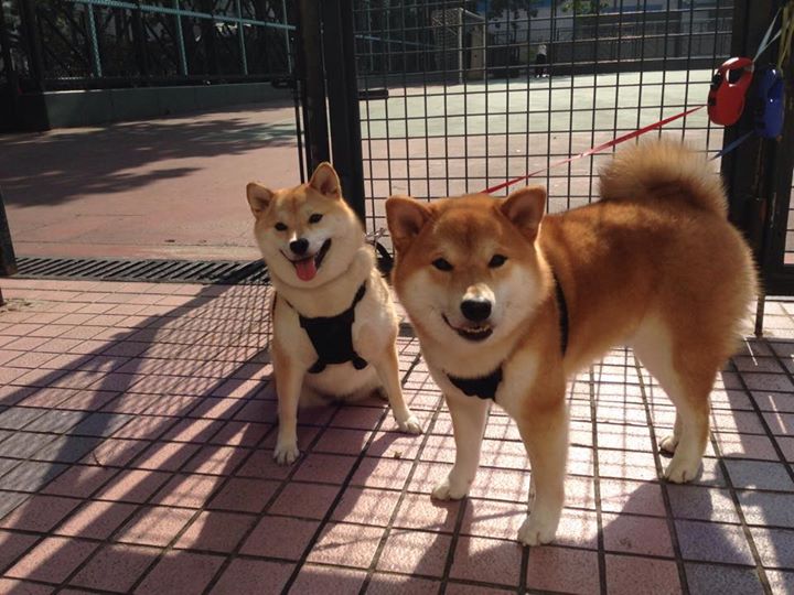 中小学篮球比赛设置技术评比鼓励全面发展选手，学校篮球比赛竞赛规程