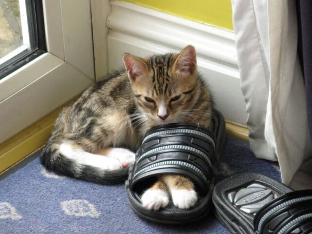 国家队备战海外重要赛事积累国际比赛经验和实力，国家队 俱乐部 比赛